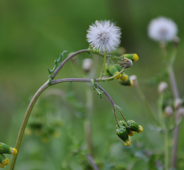 Parco del Curone (LC)  n.18 - Senecio vulgaris
